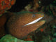 Moray Eel Wall Mural