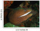 Moray Eel Wall Mural