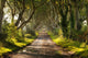 The Dark Hedges Northern Ireland Wall Mural