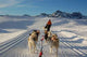 Sled Dogs Wall Decal