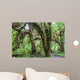Green lush plants of temperate rainforest at Olympic National Park, Washington,  USA Wall Mural