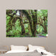 Green lush plants of temperate rainforest at Olympic National Park, Washington,  USA Wall Mural