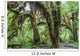 Green lush plants of temperate rainforest at Olympic National Park, Washington,  USA Wall Mural