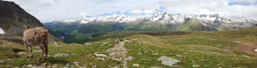 Alpine Mountain View Wall Mural
