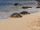 turtles on the beach Wall Mural