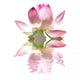 Pink Lotus Flower Wall Decal