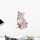 British kitten on white background Wall Decal