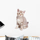 British kitten on white background Wall Decal
