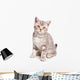 British kitten on white background Wall Decal