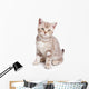 British kitten on white background Wall Decal