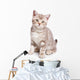 British kitten on white background Wall Decal
