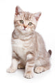 British kitten on white background Wall Decal