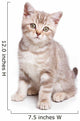 British kitten on white background Wall Decal