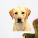 Headshot of Cute Labrador Pup Wall Decal