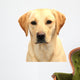Headshot of Cute Labrador Pup Wall Decal