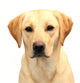 Headshot of Cute Labrador Pup Wall Decal