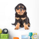 Little rottweiler puppy sitting in front view. Isolated on white Wall Decal