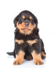Little rottweiler puppy sitting in front view. Isolated on white Wall Decal