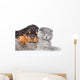 Cat and rottweiler puppy  sleeping together. Isolated on white Wall Decal