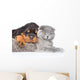 Cat and rottweiler puppy  sleeping together. Isolated on white Wall Decal