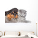 Cat and rottweiler puppy  sleeping together. Isolated on white Wall Decal