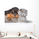 Cat and rottweiler puppy  sleeping together. Isolated on white Wall Decal