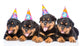 Group of puppies Rottweiler with birthday hats. isolated on white Wall Decal