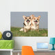 Couple of Welsh Corgi Side by Side Wall Mural