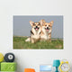 Couple of Welsh Corgi Side by Side Wall Mural
