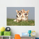 Couple of Welsh Corgi Side by Side Wall Mural