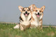Couple of Welsh Corgi Side by Side Wall Mural