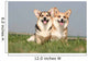 Couple of Welsh Corgi Side by Side Wall Mural