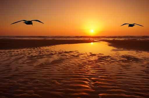 Seagulls and Sunset Wall Decal
