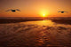 Seagulls and Sunset Wall Decal