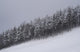 Snowy Forest Wall Mural