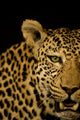Leopard Wall Mural
