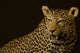 Leopard Wall Mural