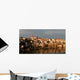 Albi Wall Decal
