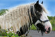 Gypsy Horse Wall Decal