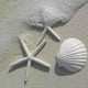Sea Shell Wall Decal