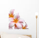 Frangipani flower isolated on white background Wall Decal