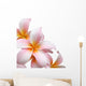 Frangipani flower isolated on white background Wall Decal
