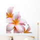 Frangipani flower isolated on white background Wall Decal