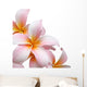 Frangipani flower isolated on white background Wall Decal