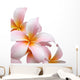 Frangipani flower isolated on white background Wall Decal