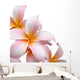 Frangipani flower isolated on white background Wall Decal