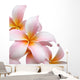 Frangipani flower isolated on white background Wall Decal