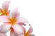 Frangipani flower isolated on white background Wall Decal