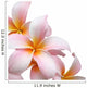 Frangipani flower isolated on white background Wall Decal