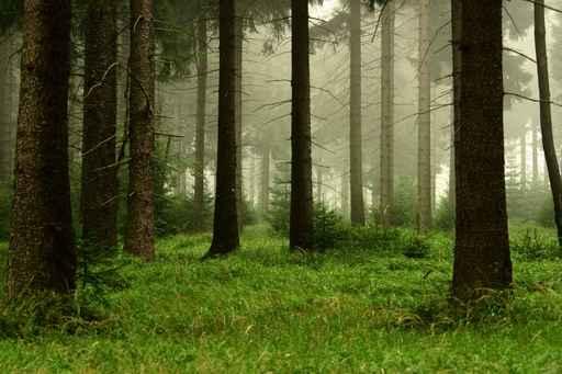 Forest 2 Wall Decal